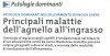 Principali malattie dell'agnello all'ingrasso