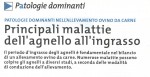 Principali malattie dell'agnello all'ingrasso