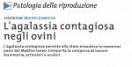L'agalassia contagiosa negli ovini